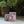 Load image into Gallery viewer, Sunset Fig Bar Soap
